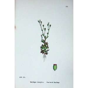 Botany Plants C1902 Rue Leaved Saxifrage Tridactylites  