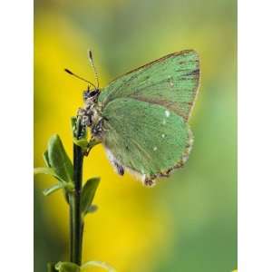  Green Hairstreak Butterfly at Rest on Broom, UK 