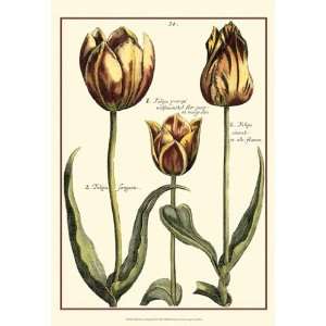  Small DePasse Tulipa II (P)   Poster by Crispin Van Der 