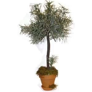 24 Inch Rosemary Topiary Plants, 2 Piece 