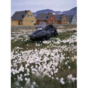 Arctic Cotton Grass and Snowmobile, Longyearbyen 
