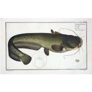  Marcus E Bloch Fish Print   Catfish Fine Art Reproduction 