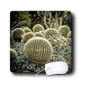  Boehm Photography Plant   Cactus Garden Ball Cactus 