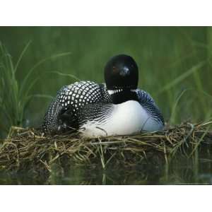  A Loon Shelters a Chick under its Wing as it Sits on its 