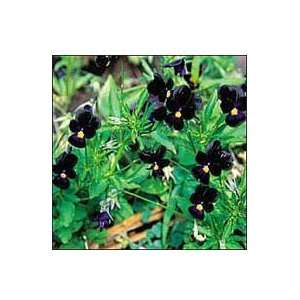  Viola (Pansy), Bowles Black Patio, Lawn & Garden