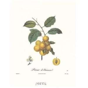  Plums/Prune De Briancon Poster Print