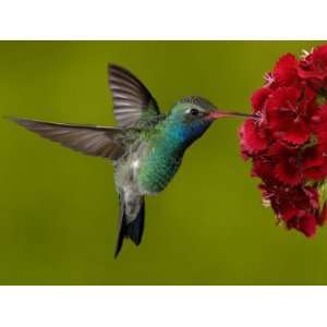  Broad Billed Hummingbird, Male Feeding on Garden Flowers 