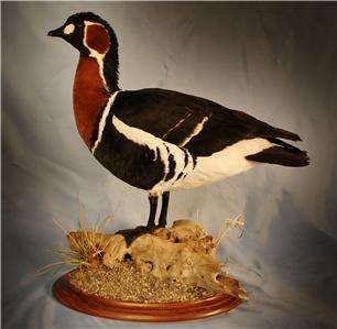 EXTREMELY RARE RED BREASTED GOOSE   taxidermy duck pheasant bird pen 