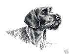 GERMAN WIRE HAIRED POINTER Drawing Dog ART 5 X 7 DJR