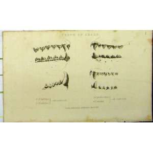  Teeth Seals 1825 Whittaker Natural History Print Ursina 