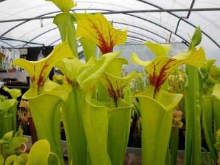 Sarracenia flava var flava   yellow pitcher plant  