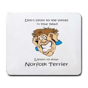 Dont listen to the voices in your head Listen to your Norfolk Terrier 