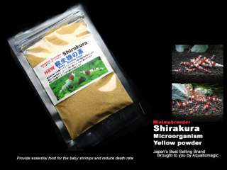 Shirakura Micro organism   Crystal Red Shrimp CRS Live  