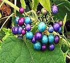 Porcelain berry Ampelops​is hardy ELECT​RIC BLUE 10 seeds