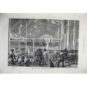  1872 Foreign Cattle Market Deptford Central Shed Sheep 