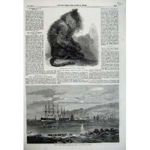  1859 Indian Wanderoo Monkey Great Eastern Ship Steam