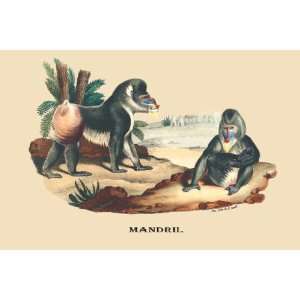  Mandril 28x42 Giclee on Canvas