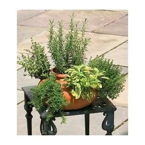  Kitchen Herbs Collection   6 plants Patio, Lawn & Garden