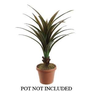  40 Dracaena Plant w/21 Lvs. Green Brown (Pack of 6)