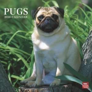  Pugs 2010 Wall Calendar