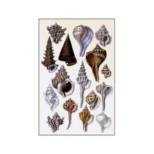  Shells Trachelipoda #4 24x36 Giclee