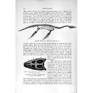   History 1896 Skeleton Plesiosaur Skull Simosaur