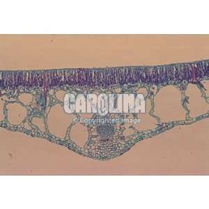 Water Lily Leaf, c.s. Microscope Slide, 12 u  Industrial 