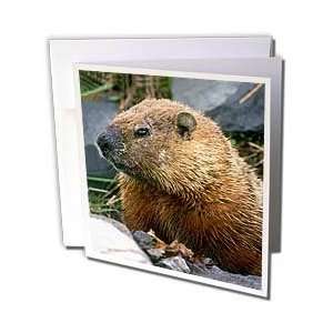  Wild animals   Groundhog   Greeting Cards 12 Greeting 
