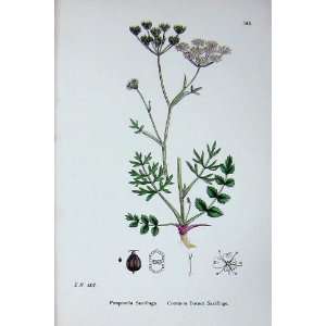   Botany Plants C1902 Common Burnet Saxifrage Pimpinella