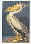 Audubon White Pelican HUGE Fine Art Folio Edition  