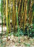 GIANT Phyllostachys Viridis ROBERT YOUNG Yellow Bamboo  