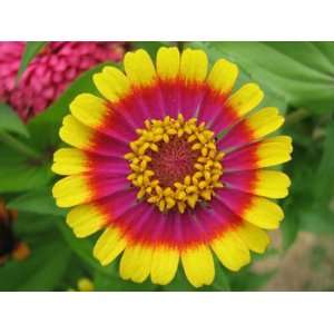 Circus Act Zinnia Seed Pack
