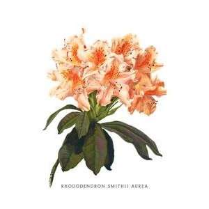  Vintage Art Rhododendron Smithii Aurea   03692 3