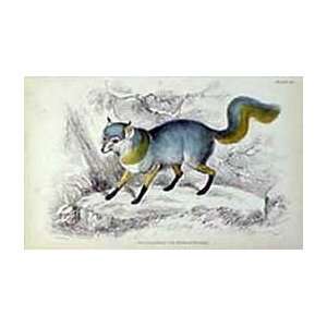  Jardine 1884 Engraving of the Tri Coloroured Fox