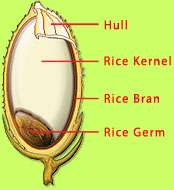 Rice Bran And Germ Oil 5x 60 Capsule for your health  