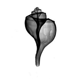 X ray photograph of channeled whelk shell