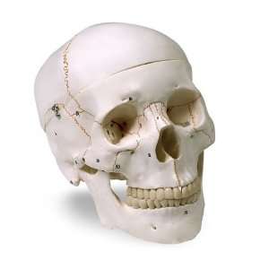  Nasco   Numbered Human Skull Model Industrial 