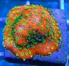   Montipora   live coral   chalice   acan   zoa   paly  palythoa