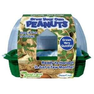  New   Grow Your Own Peanuts Case Pack 12   706534 Toys 