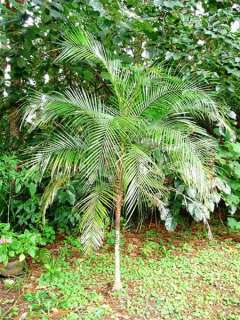   weddellianum Mini Coconut Palm Specimen Size 30 36 inches Indoor/Out