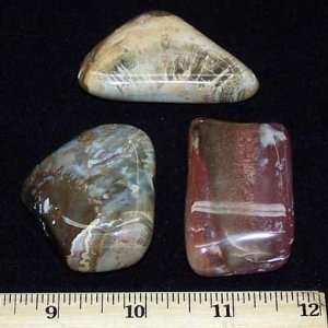 Petrified Wood Gallets (Magagascar) (1 1/2   2 & Thick)   1pc.