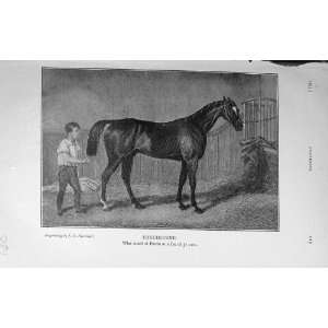   1915 Antique Print Touchstone Horse Eaton Sport