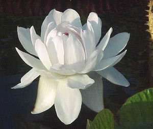 Victoria ica/Giant Water Lily/Lotus/50 seeds/  
