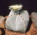 1000 ASTROPHYTUM MYRIOSTIGMA QUADRICOSTATUM seeds  