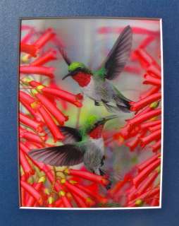 HUMMINGBIRDS COLOR LENTICULAR 3 D HOLOGRAM ART AMAZING PICTURE  