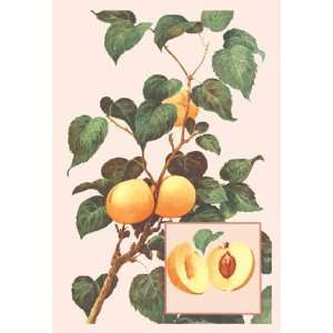  Exclusive By Buyenlarge Apricots 28x42 Giclee on Canvas 