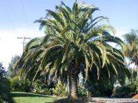 CANARY DATE PALM / PHOENIX CANARIENSIS   1 GAL SEEDLING  