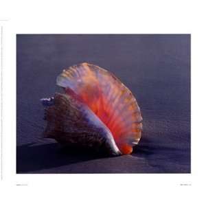  Conch   Poster by Ruth Burke (11.75x9.5)