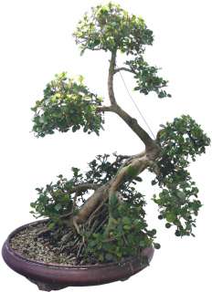 Green Island Ficus Bonsai Tree 41 Tall Aerial Roots  
