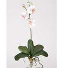   Mini Phalaenopsis Silk Orchid Flowers (6 Stems) Light Pink
